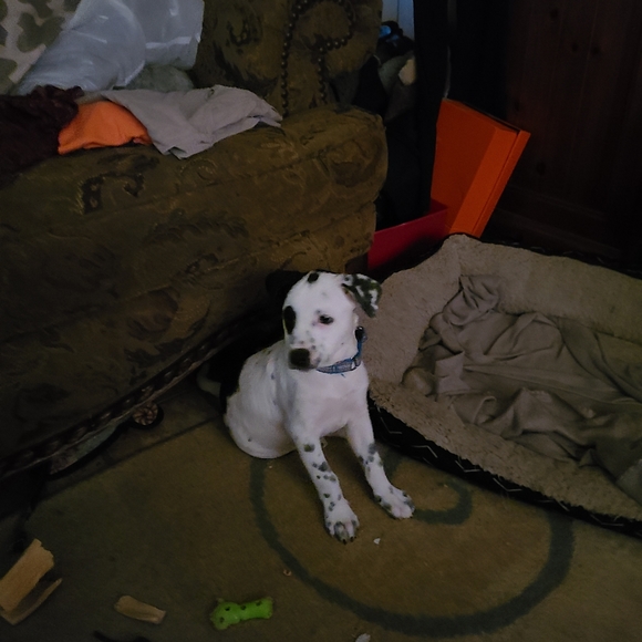 Meet your Posher, Stephanie - Picture 2 of 2